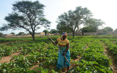 Solar-Powered Progress: Women Leading the Way in Ngaraaf